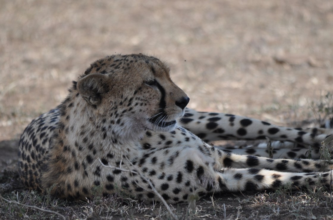 Spotted Cheetah spotted